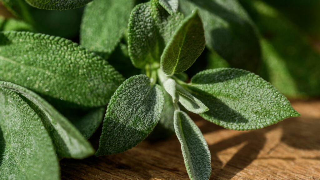 Sálvia é o remédio natural mais poderoso contra glicose alta