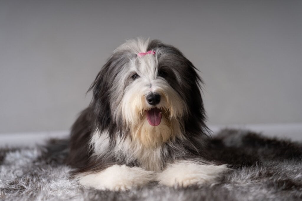 8 diferenças entre as raças bearded collie e old english sheepdog