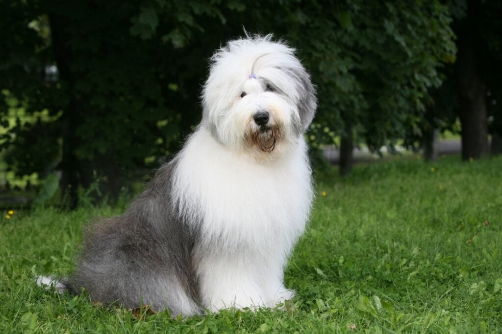 4 características do cachorro da raça old english sheepdog 