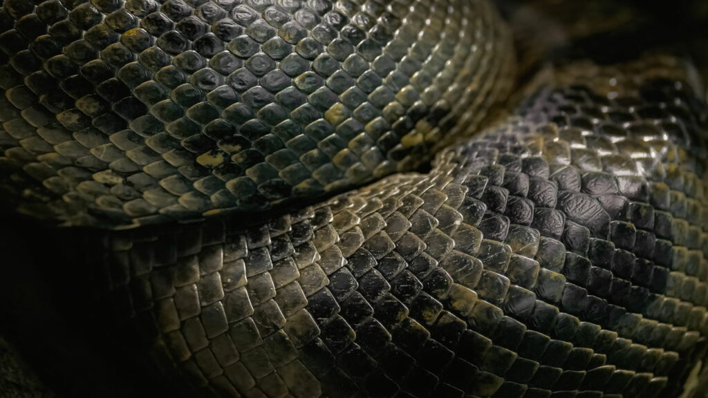 Essa formação rochosa parece muito com uma sucuri gigante e intriga brasileiros