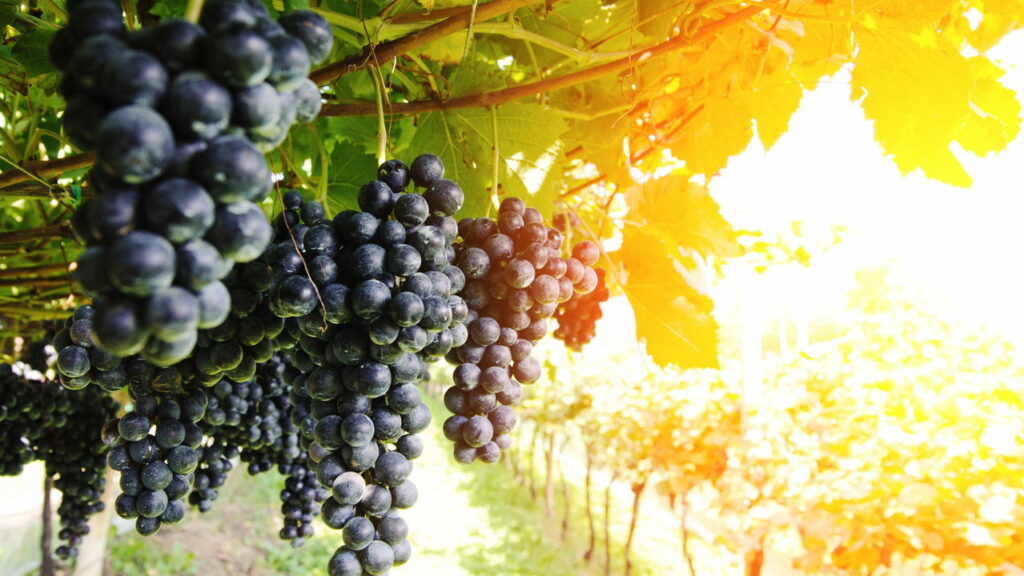 As frutas mais poderosas para combater o envelhecimento e o câncer


