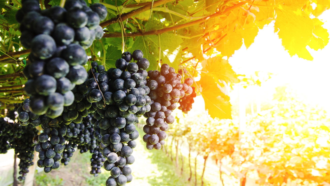 O que há no suco de uva que médicos estão recomendando cada vez mais