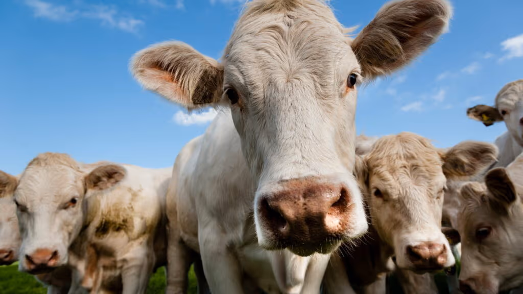 Vacas nadam para não morrem afogadas pelas chuvas, veja