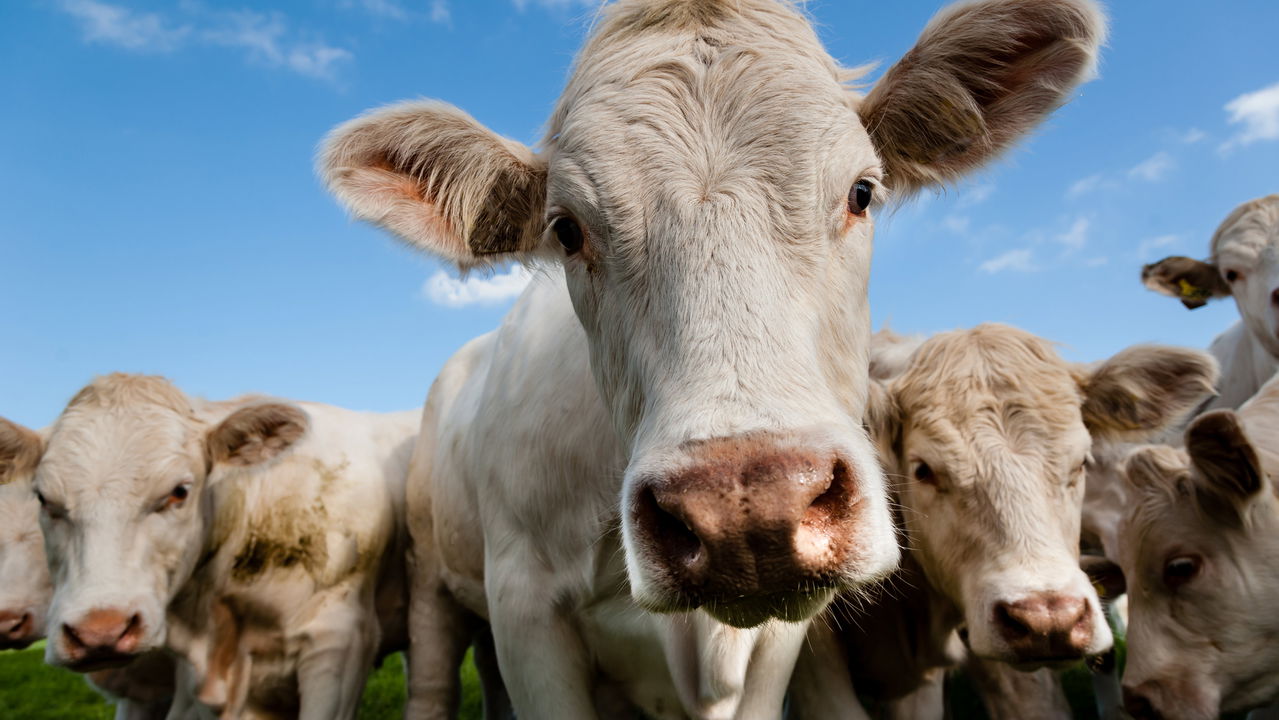 Vacas nadam para não morrem afogadas pelas chuvas, veja