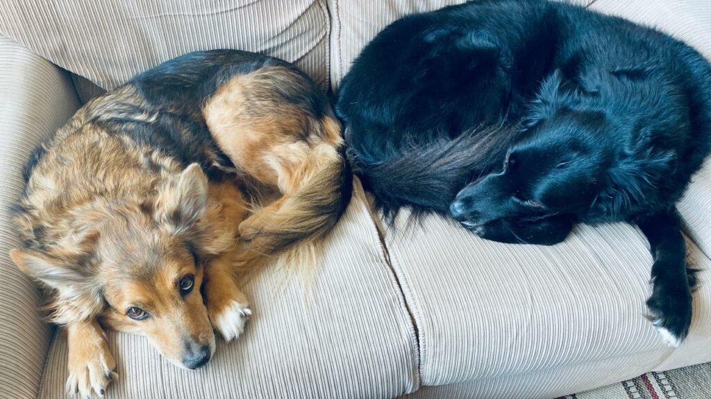 Pesquisa recente mede o valor – monetário – de cães e gatos na satisfação pessoal