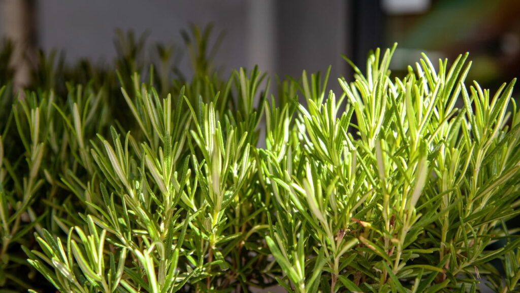 Essa planta pode transformar sua saúde de forma surpreendente