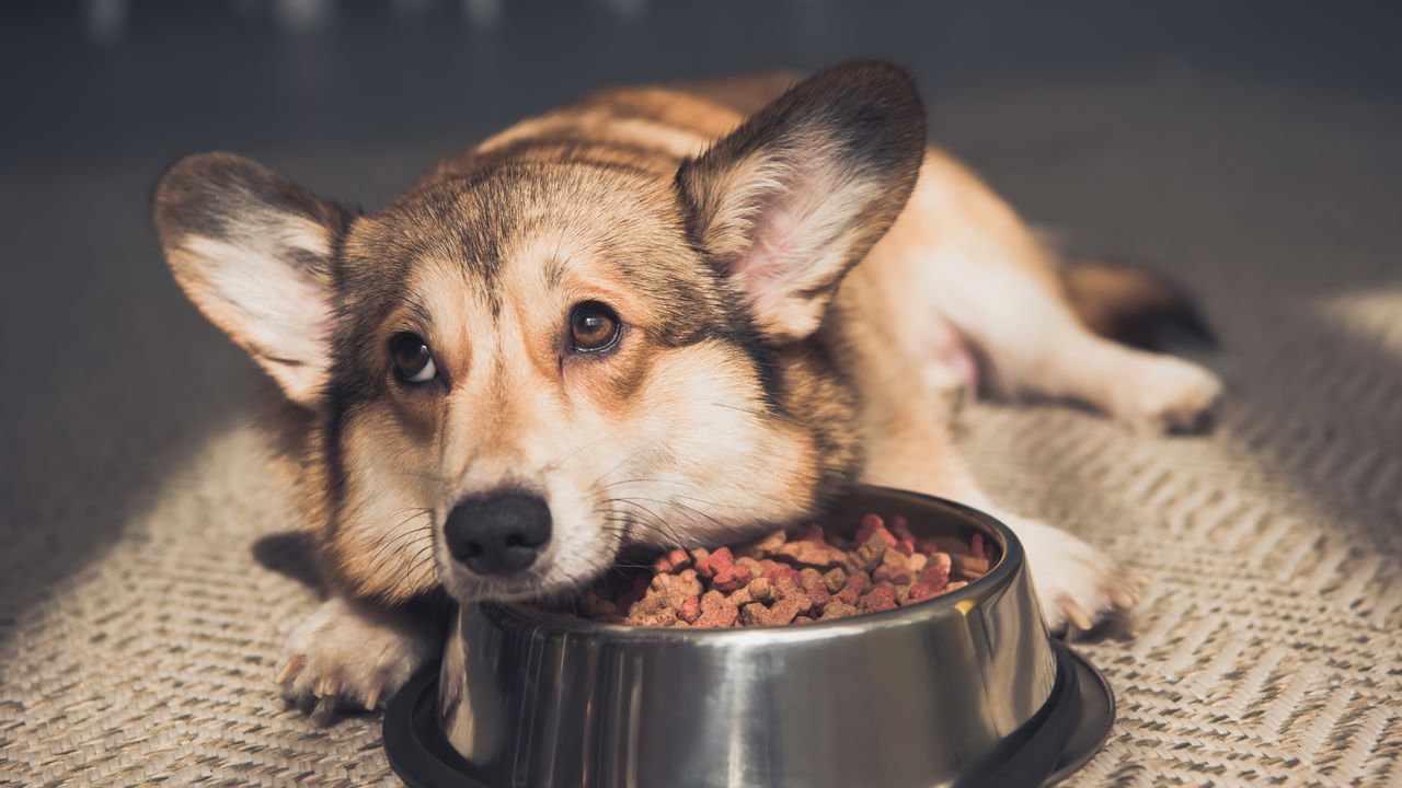 Esse é o melhor alimento para dar ao seu cachorro