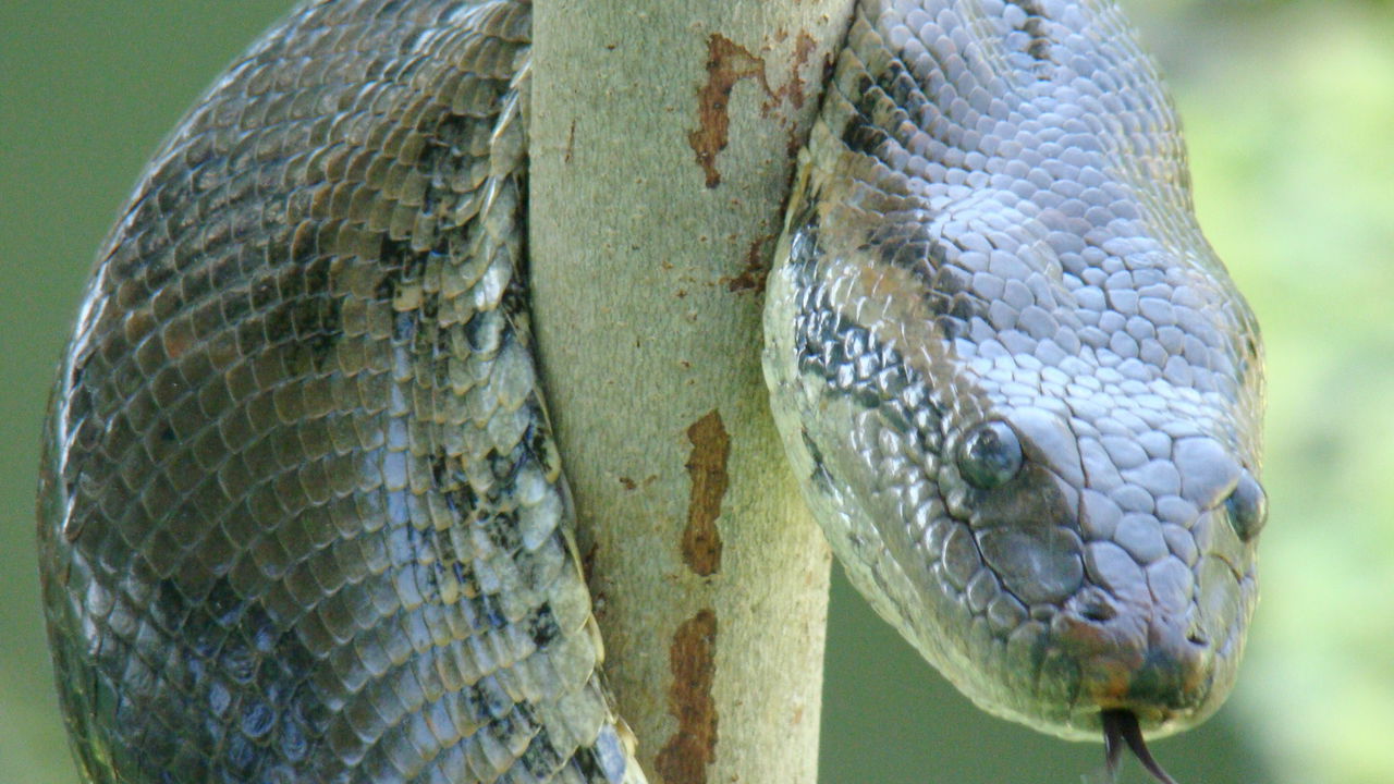 Sucuri gigante do Tietê é resgatada em Barra Bonita