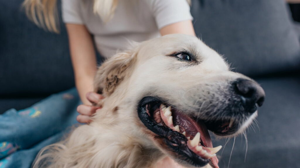 Como planejar uma viagem com pets no Aeroporto do Galeão sem complicações