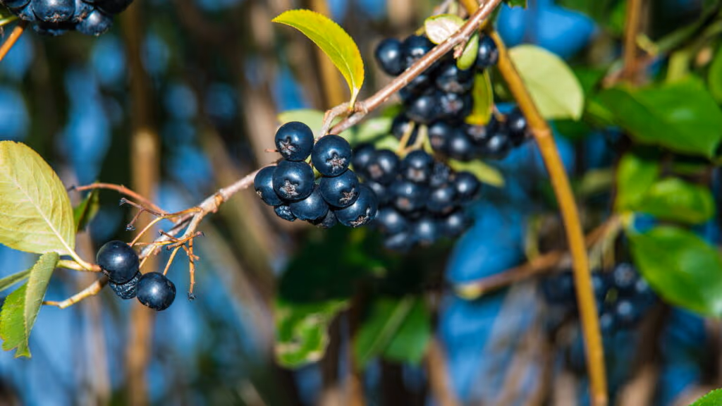 A pequena fruta que pode transformar a saúde do seu coração