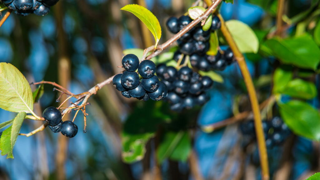 A pequena fruta que pode transformar a saúde do seu coração