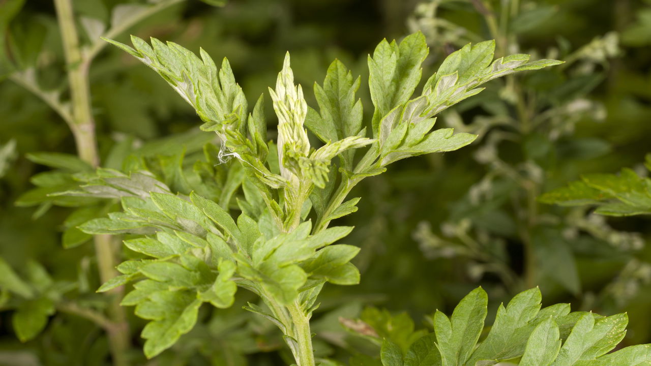 Ansiedade, insônia e dores! Veja como a artemísia pode ajudar naturalmente