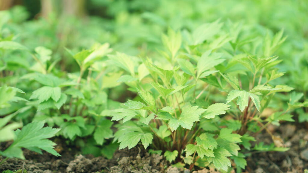 Ansiedade, insônia e dores! Veja como a artemísia pode ajudar naturalmente