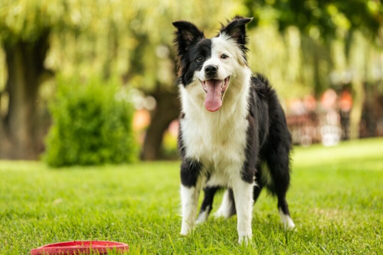 7 raças de cães pastores