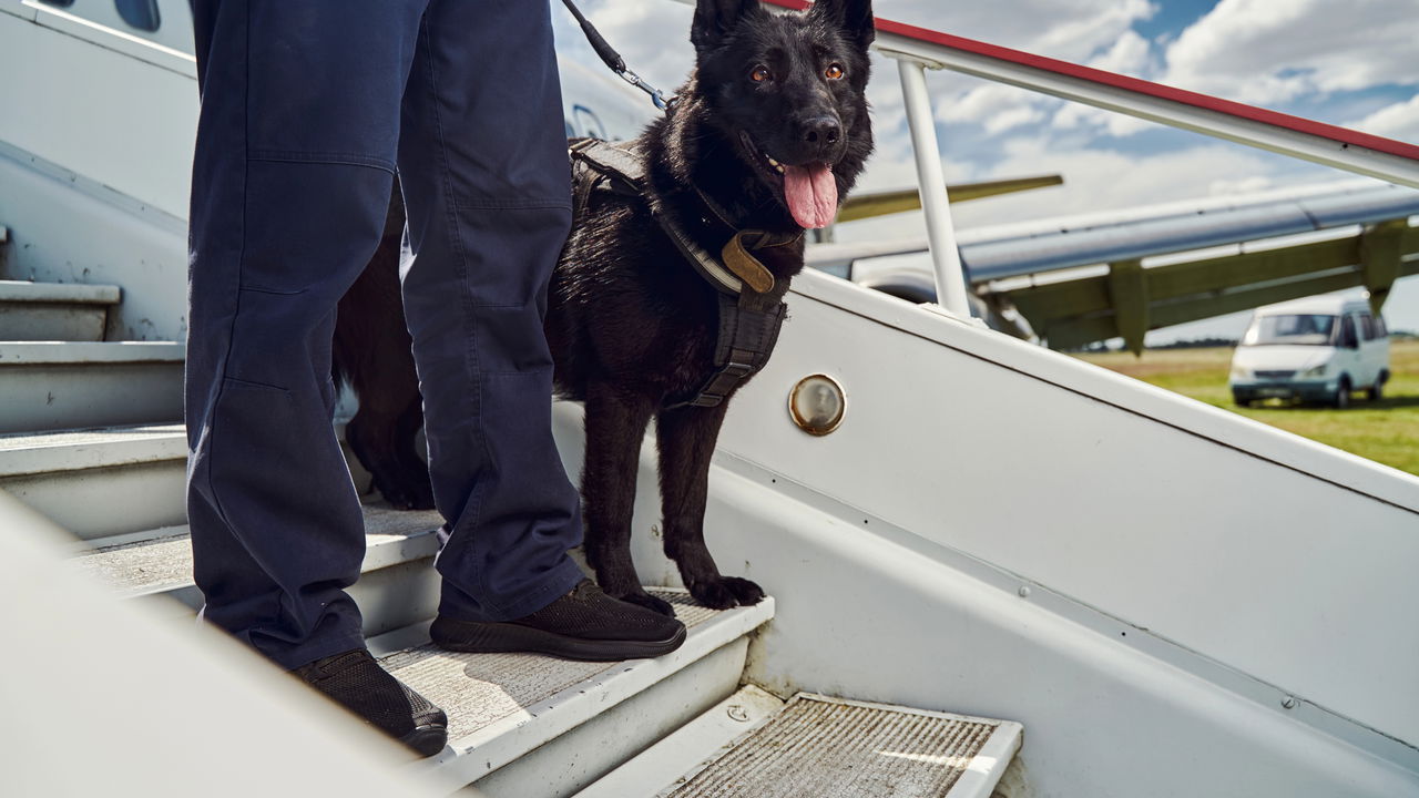 Regras para viajar com pets no Aeroporto de Viracopos em voos internacionais