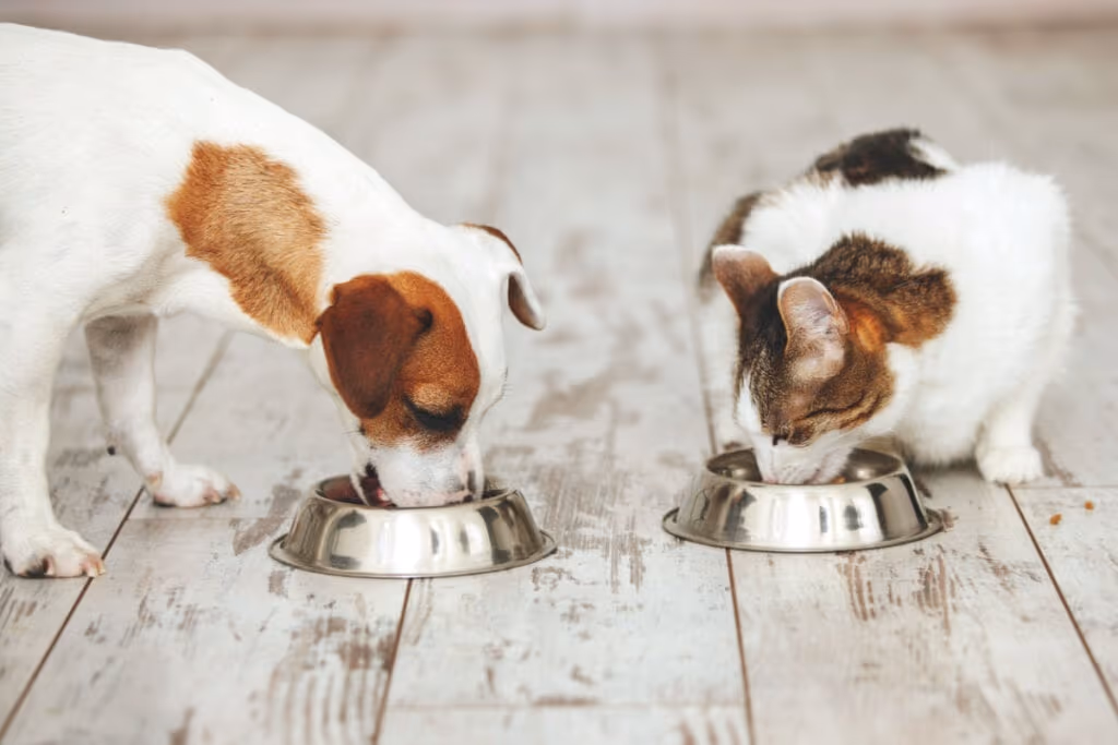 8 cuidados com a alimentação dos animais na Páscoa