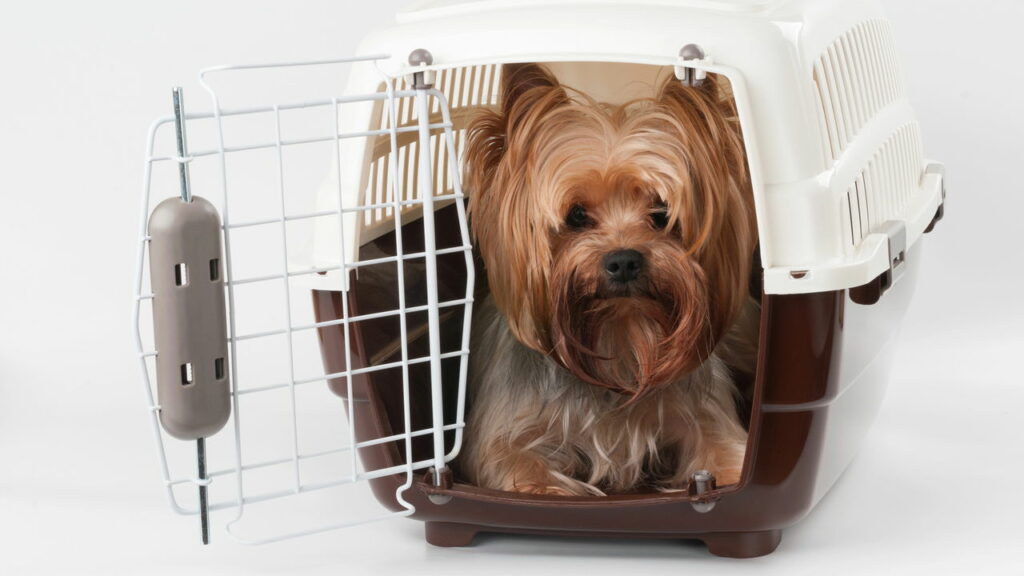 Dicas para uma conexão tranquila no Aeroporto de Belo Horizonte com pets