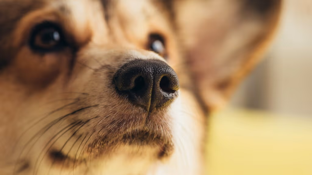 Saiba como fazer o RG para o seu pet no novo programa nacional