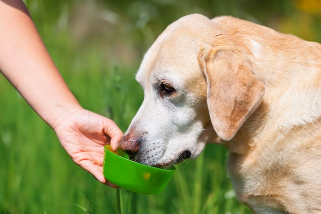 10 cuidados com os cachorros idosos durante os passeios