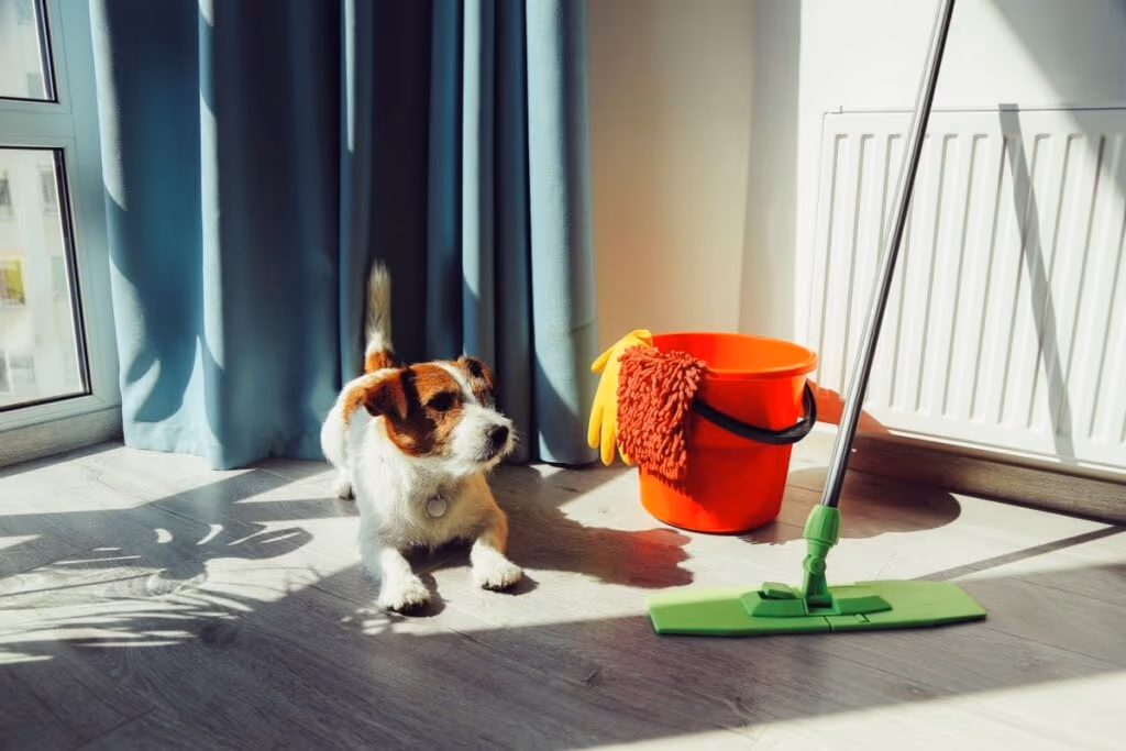8 cuidados com produtos de limpeza e animais de estimação