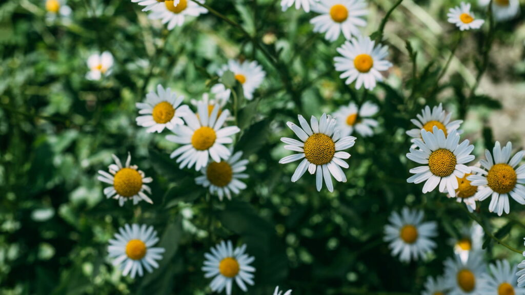 5 ervas poderosas que combatem ansiedade, segundo a ciência