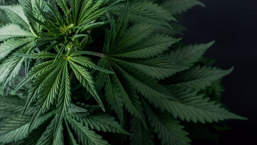 Operação Policial no Rio desmantela estufa de maconha