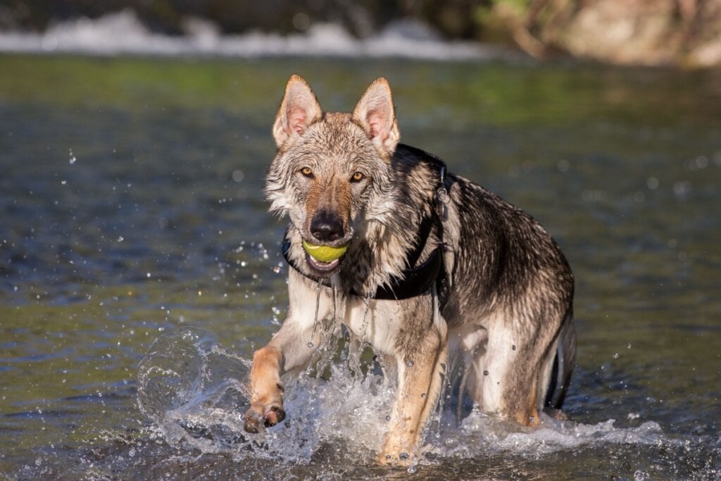 4 características da raça cão lobo tchecoslovaco 