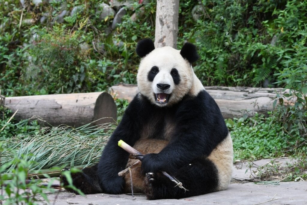 10 curiosidades incríveis sobre os pandas 