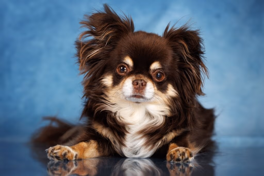 7 diferenças entre as raças chihuahua e pequeno cão russo 