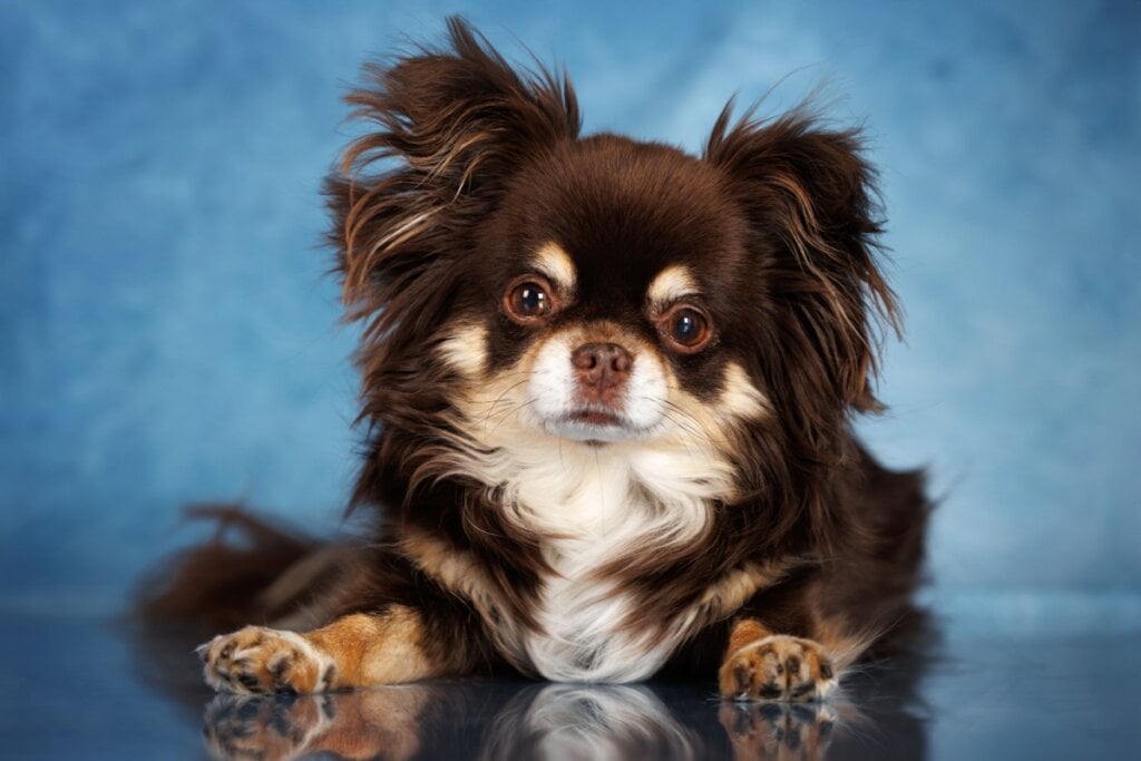 7 diferenças entre as raças chihuahua e pequeno cão russo 