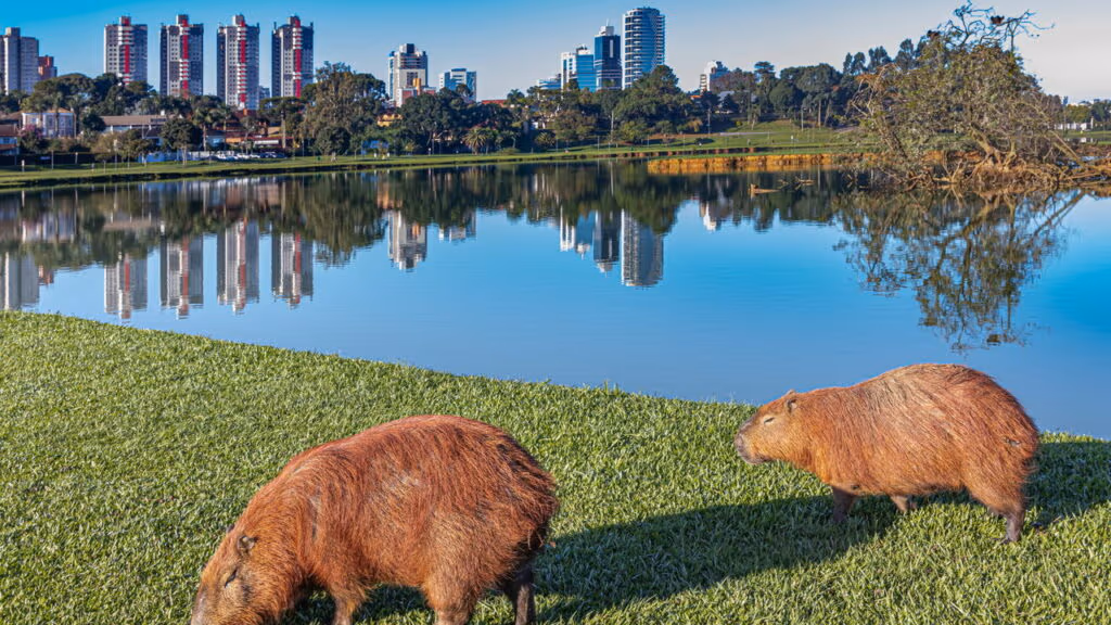 A capital mais charmosa do Sul que está conquistando o turismo nacional