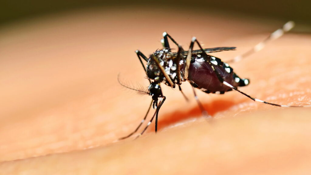Brasil chega aos um milhão de casos de dengue