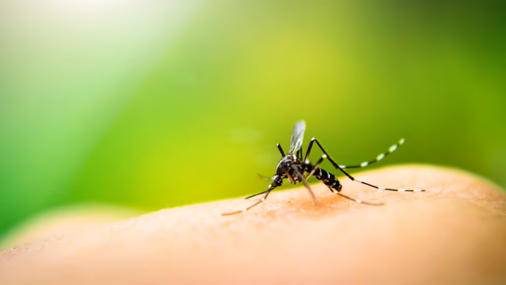 São Paulo confirma segunda morte por dengue
