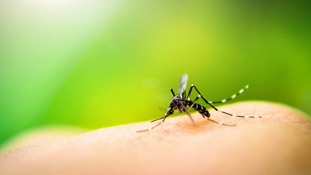 São Paulo confirma segunda morte por dengue