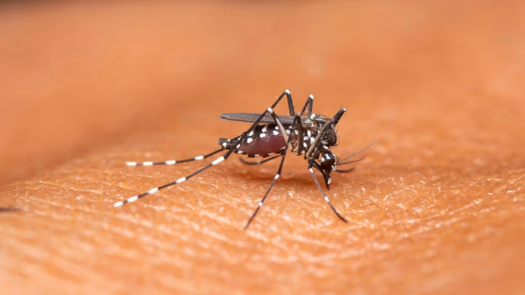 Aumento de casos de dengue e chikungunya gera alerta epidemiológico no RS