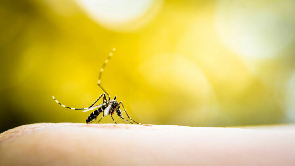 Brasil chega aos um milhão de casos de dengue