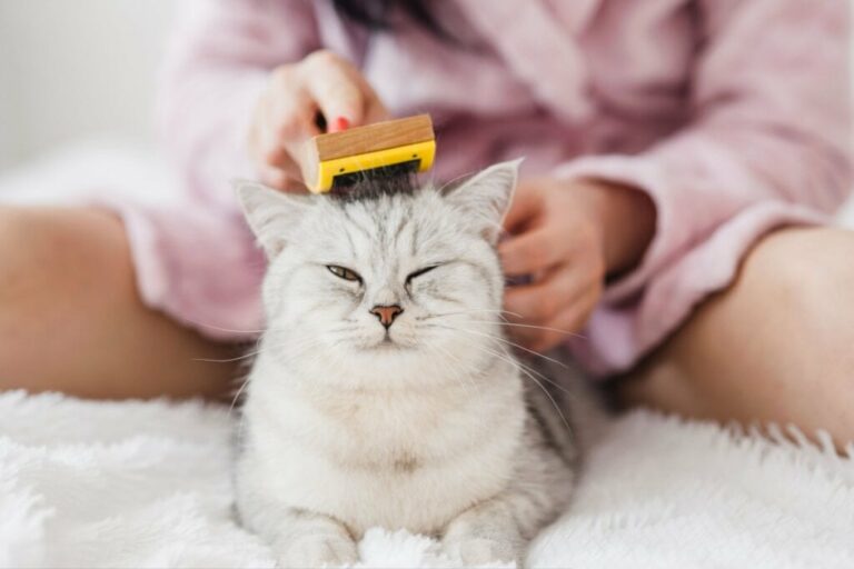 Saiba como evitar as bolas de pelos nos gatos