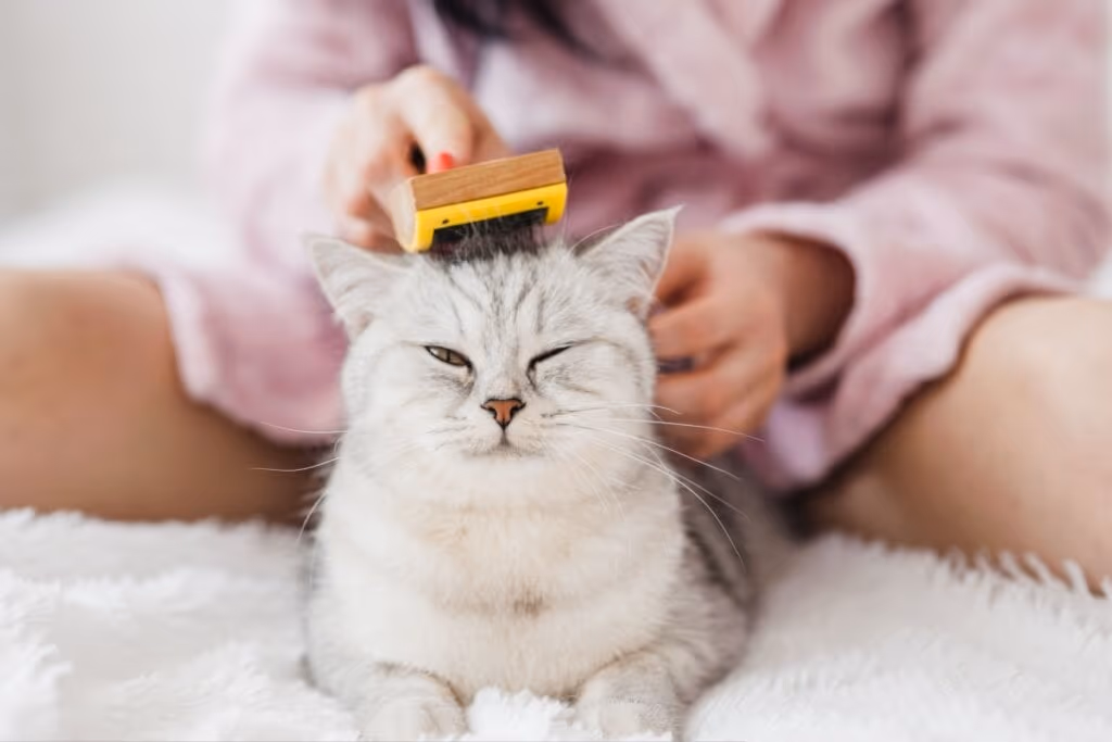 Saiba como evitar as bolas de pelos nos gatos