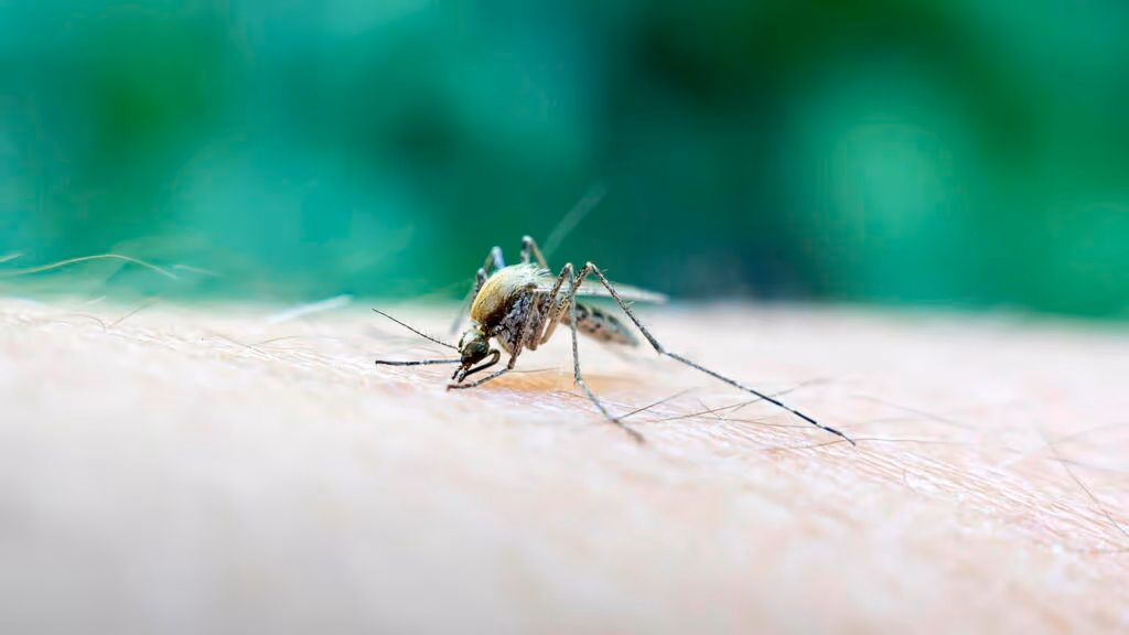 Aumenta o número de casos de febre amarela em São Paulo