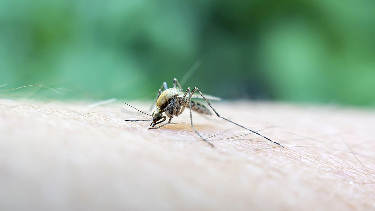 Aumenta o número de casos de febre amarela em São Paulo