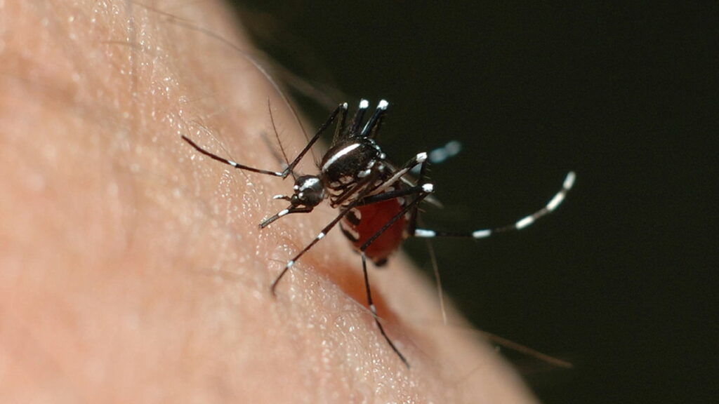 Aumenta o número de casos de febre amarela em São Paulo