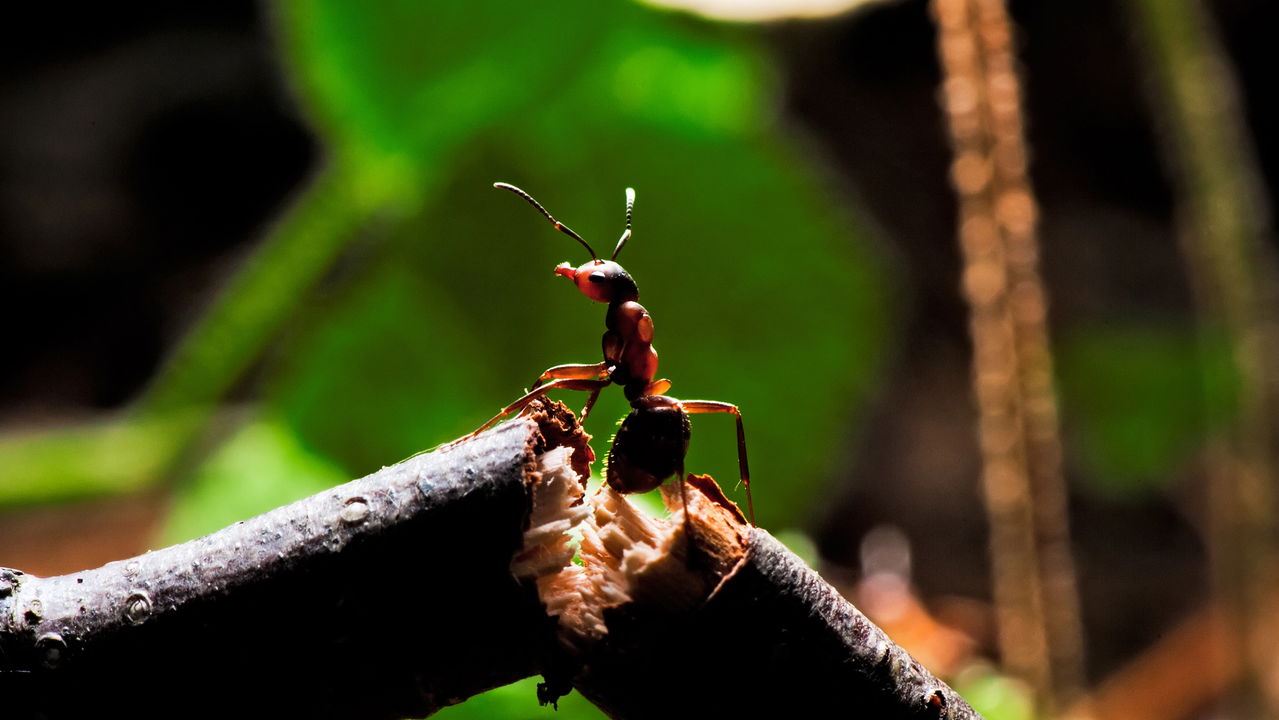 Fóssil da formiga mais antiga do mundo é encontrada no Brasil