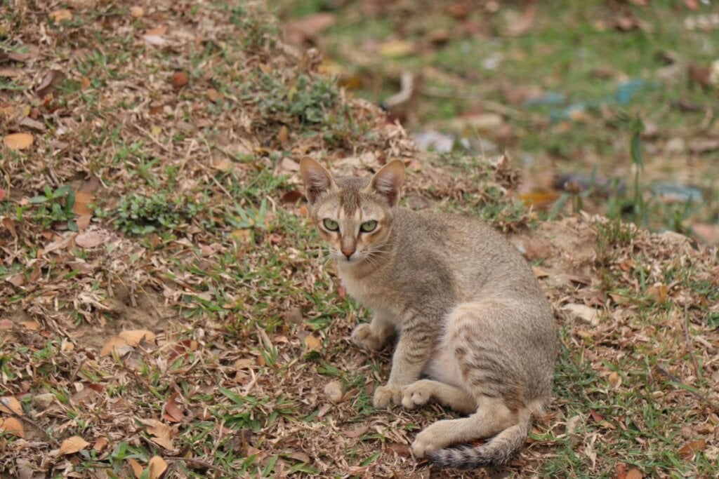 4 características do gato da raça chausie 