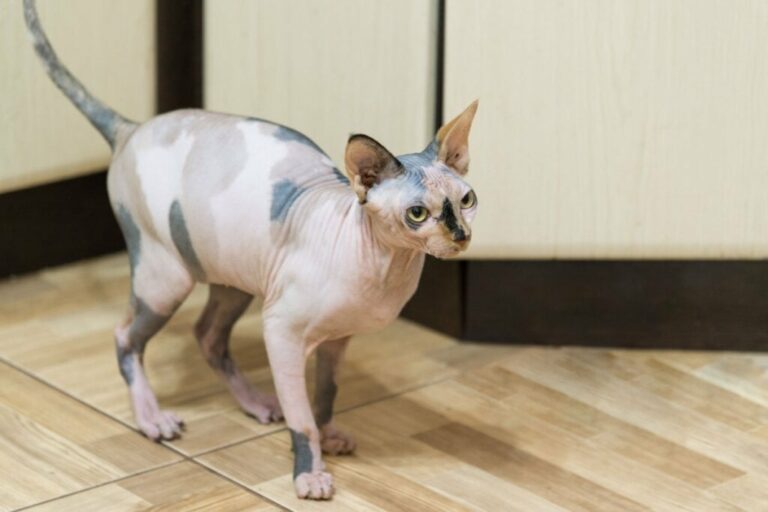 4 características do gato da raça peterbald 