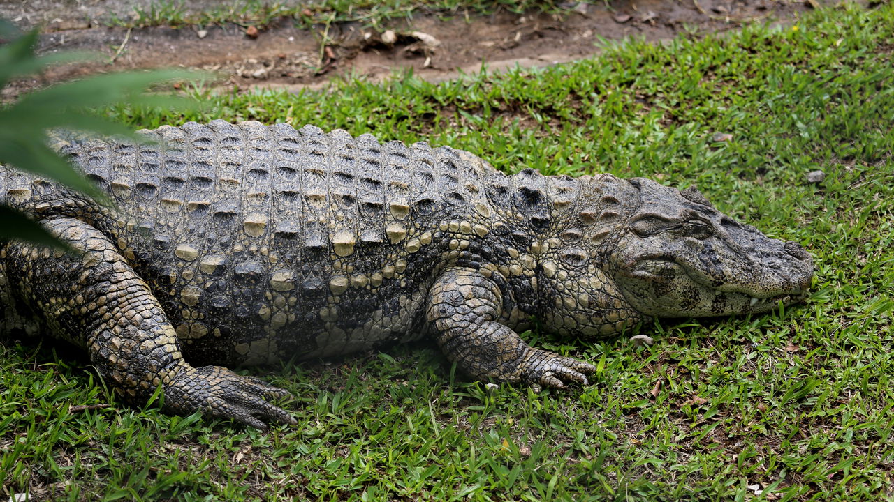 Jacaré-de-Papo-Amarelo passeia em residência no RJ