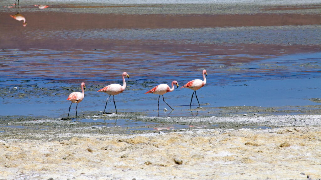 O que cientistas encontraram no deserto argentino está chocando o mundo