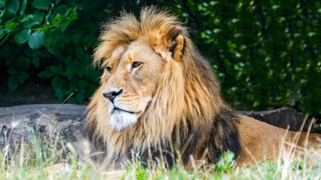 Menina de 14 anos morre após ser atacada por leão