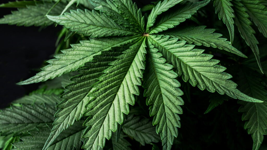 Casal é detido com grande quantidade de maconha em Bauru