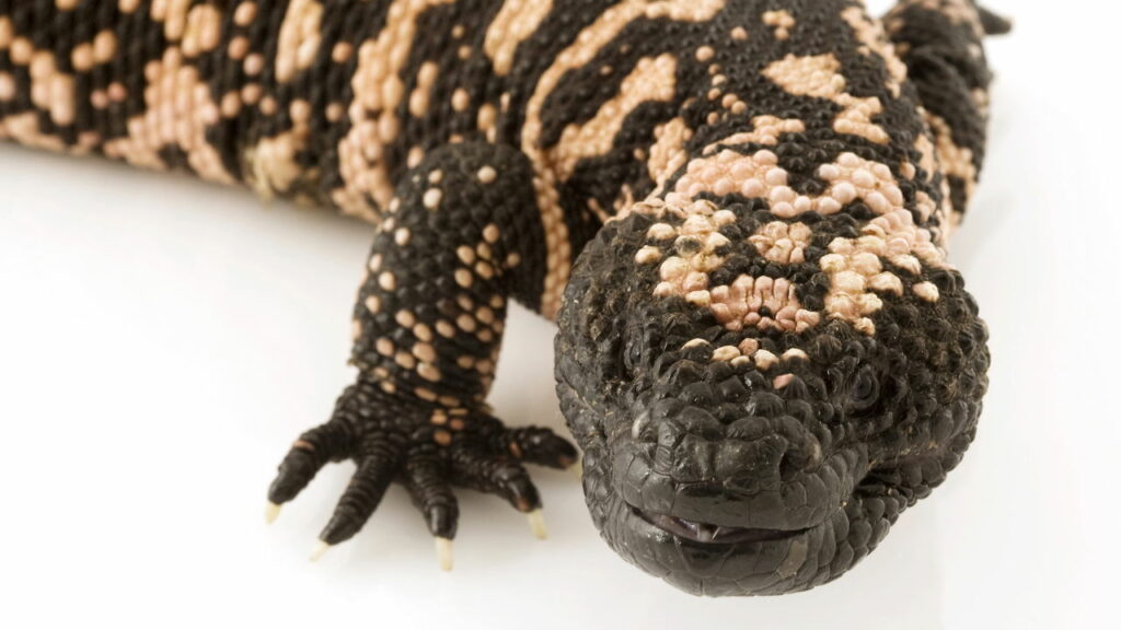 Esse veneno virou esperança para milhões de pessoas com diabetes