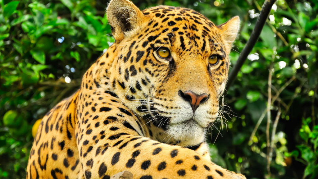 Onça-pintada quase tem seu jacaré roubado e pesca duas jantas na mesma noite